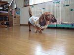 おうちをー たんさくー