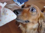 このー かおりはー
