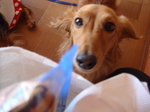 僕のお仕事は愛犬兼応援団長