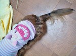 せっかく背中の毛が生え揃ったのに・・・
尻だけバンビ