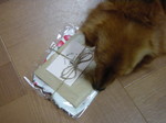 だいたいいつもぼくのだもん