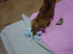 すでにPヨコちゃんはやっつけたよ